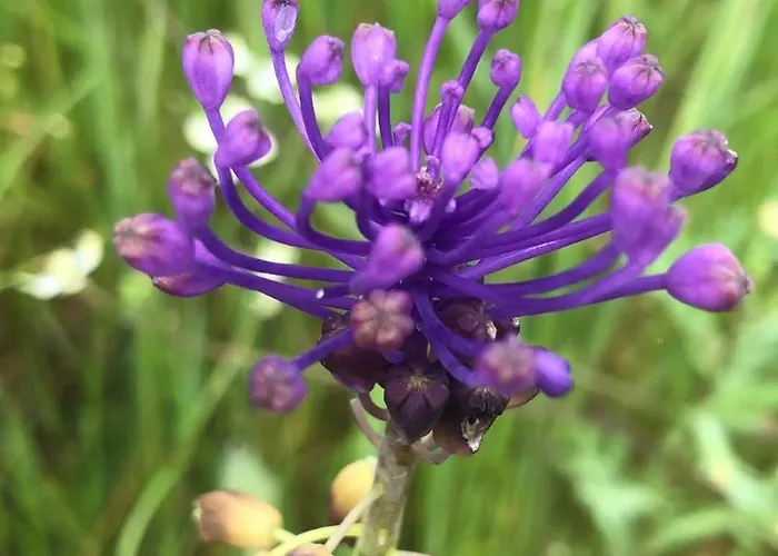 Arpuro بيت للعطل