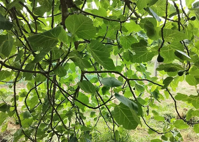 Arpuro بيت للعطل